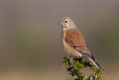 Eurasian Linnet (Linaria cannabina)