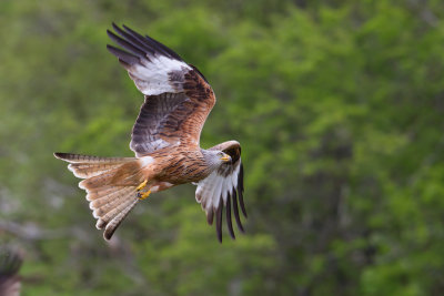 Red Kite (Milvus milvus)