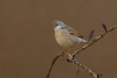 Spectacled Warbler (Sylvia conspicillata)