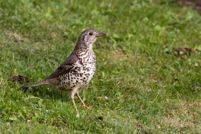 Mistle Thrush (Turdus viscivorus)