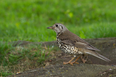 Mistle Thrush (Turdus viscivorus)