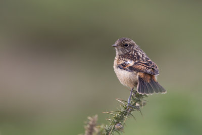 European Stonechat (Saxicola rubicola)