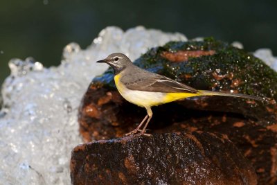 Grey Wagtail (Motacilla cinerea)