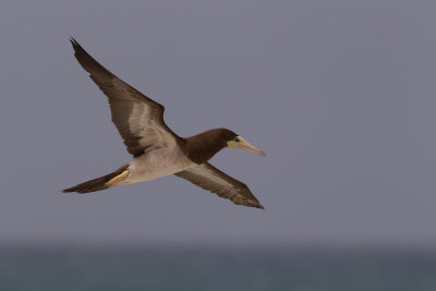 Brown Booby (Sula leucogaster)