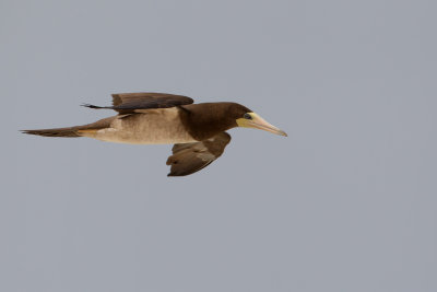 Brown Booby (Sula leucogaster)