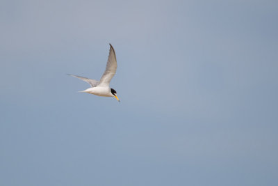 Little Tern (Sterna albifrons)