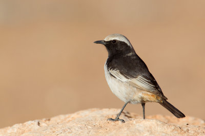 Red-rumped Wheatear (Oenanthe moesta)