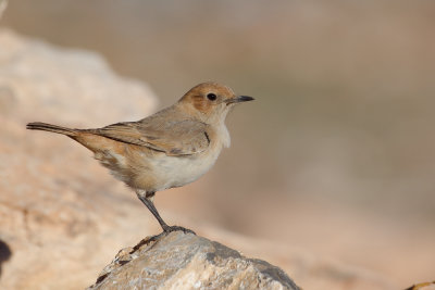 Red-rumped Wheatear (Oenanthe moesta)