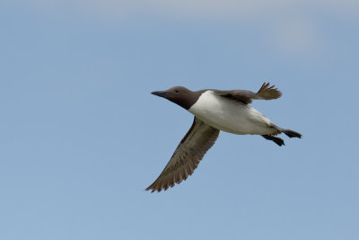 Common Guillemot (Uria aalge)