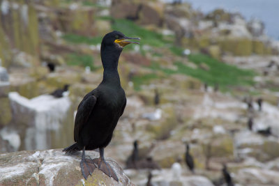 European Shag (Phalacrocorax aristotelis)