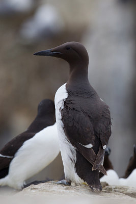 Common Guillemot (Uria aalge)