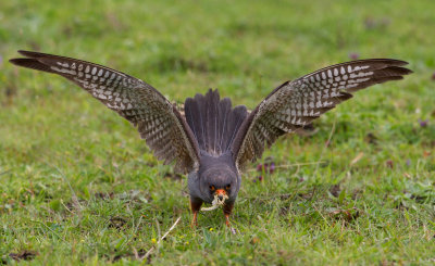 Red-footed Falcon (Falco vespertinus)