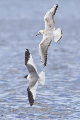 Sabines Gull (Xema sabini)