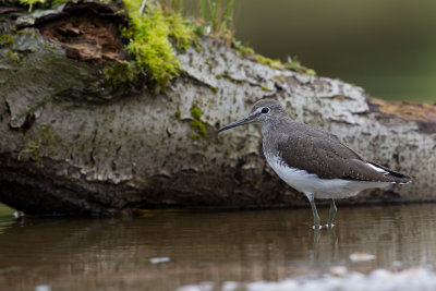 Green Sandpiper (Tringa ochropus)