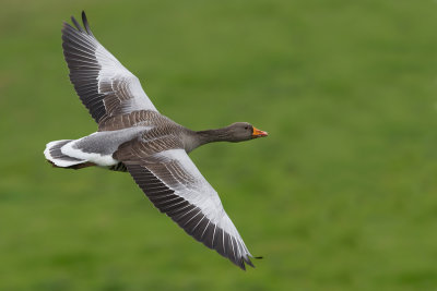 Grey-lag Goose (Anser anser)