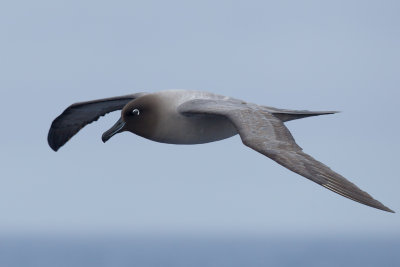 Light-mantled Sooty Albatross (Phoebetria palpebrata)