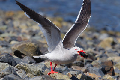 Dolphin Gull (Larus scoresbii)