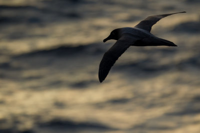 Light-mantled Sooty Albatross (Phoebetria palpebrata)