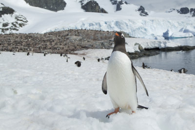 Gentoo Penguin (Pygoscelis papua)