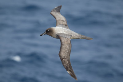 Light-mantled Sooty Albatross (Phoebetria palpebrata)