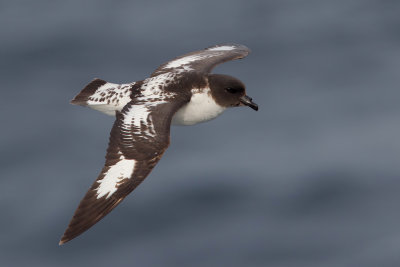 Cape Petrel (Daption capense)