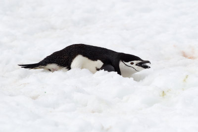 Chinstrap Penguin (Pygoscelis antarctica)