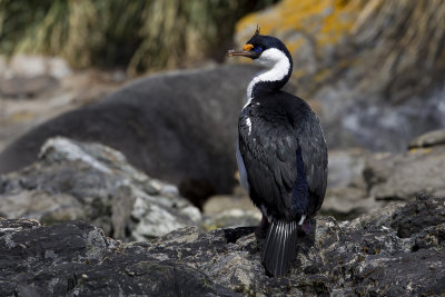 South Georgia Cormorant (Phalacrocorax georgianus)