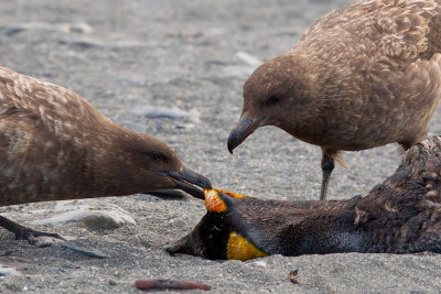 Brown Skua (Stercorarius antarcticus lonnbergi)