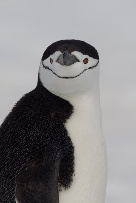 Chinstrap Penguin (Pygoscelis antarctica)