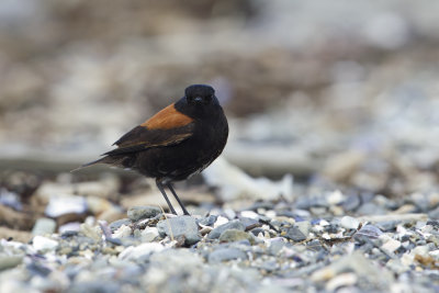 Austral Negrito (Lessonia rufa)