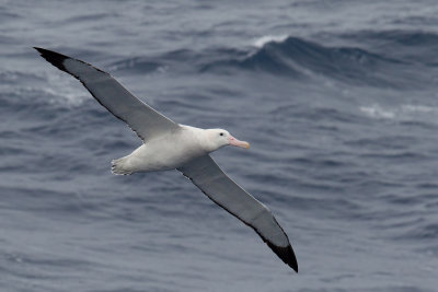 Wandering Albatross (Diomedea exulans)