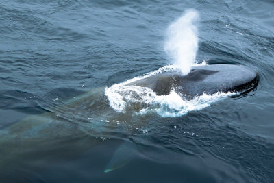 Blue Whale (Balaenoptera musculus)