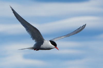 Antarctic Tern (Sterna vittata)
