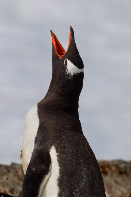 Gentoo Penguin (Pygoscelis papua)