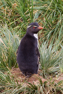 Southern Rockhopper Penguin (Eudyptes chrysocome)