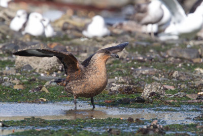 Chilean Skua (Stercorarius chilensis)