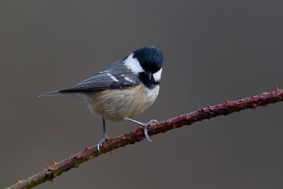 Coal Tit (Periparus ater)