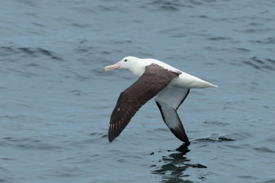 Northern Royal Albatross (Diomedea epomophora sanfordi)