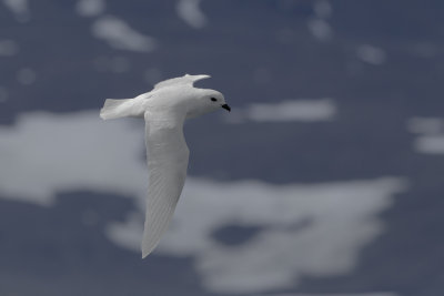 Snow Petrel  (Pagodroma nivea) 