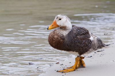 Falkland Steamer-Duck (Tachyeres brachypterus)