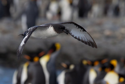 Cape Petrel (Daption capense)