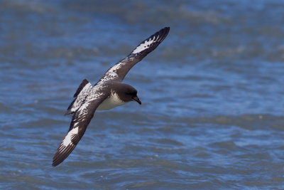 Cape Petrel (Daption capense)