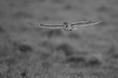 Barn Owl (Tyto alba)