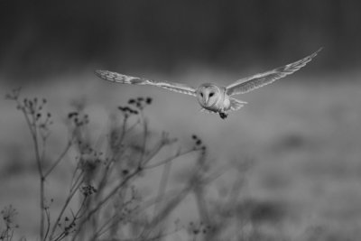 Barn Owl (Tyto alba)