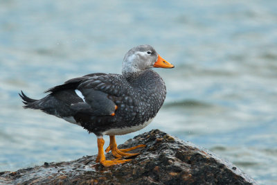 Flying Steamer-Duck (Tachyeres patachonicus)