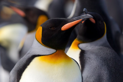 King Penguin (Aptenodytes patagonica)