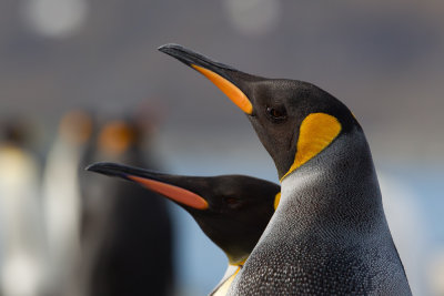 King Penguin (Aptenodytes patagonica)