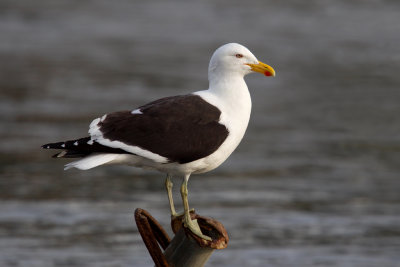 Kelp Gull (Larus dominicanus)