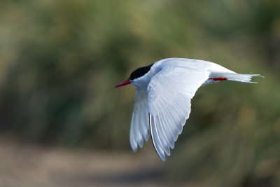 Antarctic Tern (Sterna vittata)