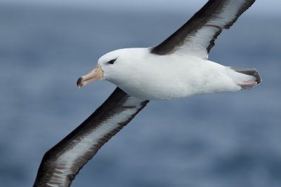 Black-browed Albatross (Thalassarche melanophris)